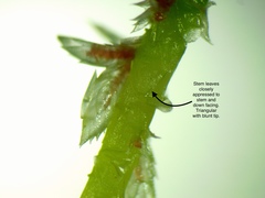 Sphagnum angustifolium