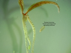 Sphagnum angustifolium