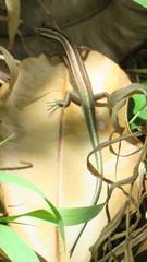 Emoia cyanura