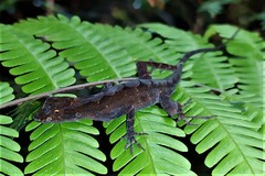 Anolis granuliceps