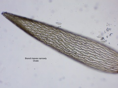 Sphagnum angustifolium