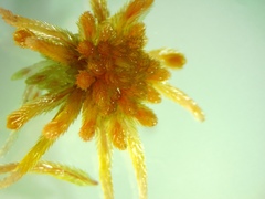 Sphagnum angustifolium
