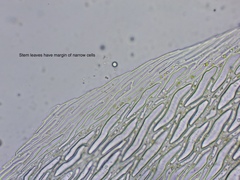 Sphagnum angustifolium