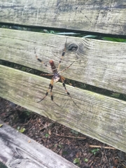 Trichonephila clavipes