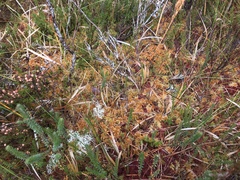 Sphagnum angustifolium