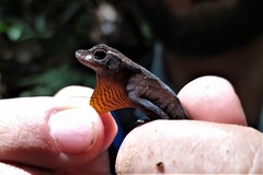 Anolis granuliceps