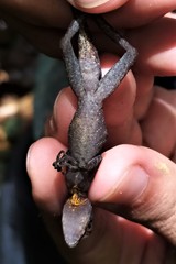 Anolis granuliceps