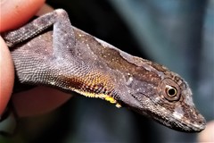 Anolis granuliceps