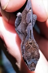 Anolis granuliceps