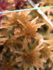 Sphagnum angustifolium