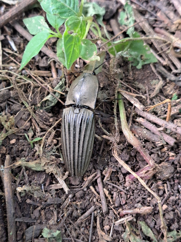 Chalcolepidius silbermanni