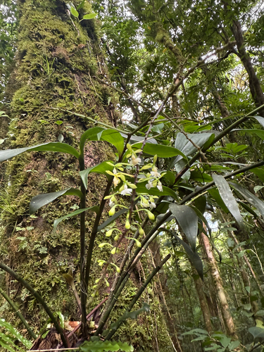 Epidendrum horichii Hágsater