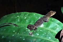 Anolis granuliceps