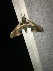 Adhemarius dariensis