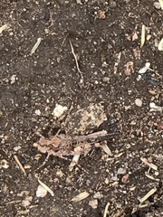 Heliastus sumichrasti