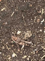 Heliastus sumichrasti