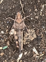 Heliastus sumichrasti