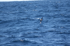 Pterodroma solandri