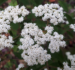 Stevia serrata
