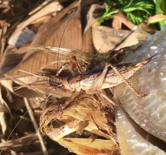 Ancistrocercus circumdatus