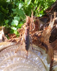 Ancistrocercus circumdatus