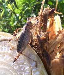 Ancistrocercus circumdatus