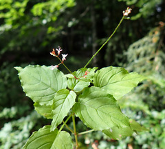 Circaea × intermedia, photograph (c) Thomas Gyselinck, some rights reserved (CC BY)