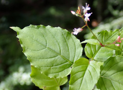 Circaea × intermedia, photograph (c) Thomas Gyselinck, some rights reserved (CC BY)