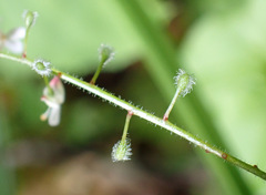 Circaea × intermedia, photograph (c) Thomas Gyselinck, some rights reserved (CC BY)