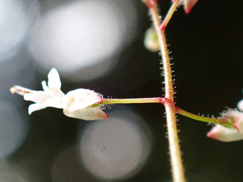 Enchanter's nightshade (Circaea × intermedia)