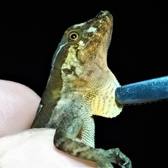 Anolis granuliceps