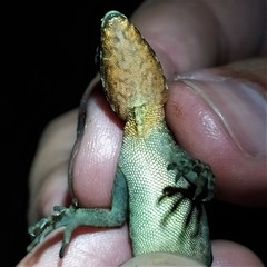 Anolis granuliceps