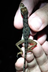Anolis granuliceps