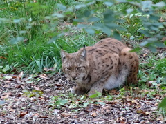 Lynx