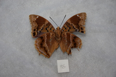 Charaxes numenes neumanni