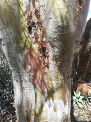 Albizia tanganyicensis