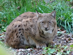 Lynx