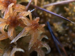 Sphagnum fallax