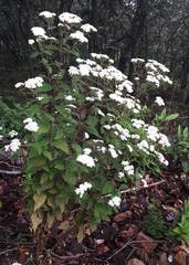 Stevia serrata