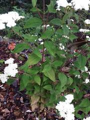 Stevia serrata