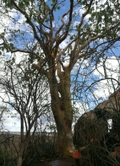 Albizia tanganyicensis