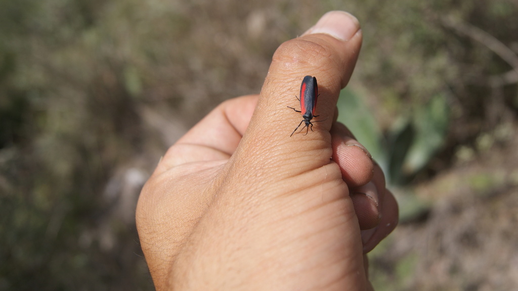 Ptychoglene stenodora