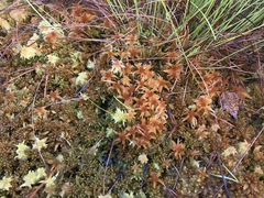 Sphagnum fallax