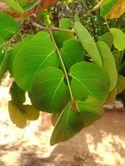 Albizia tanganyicensis