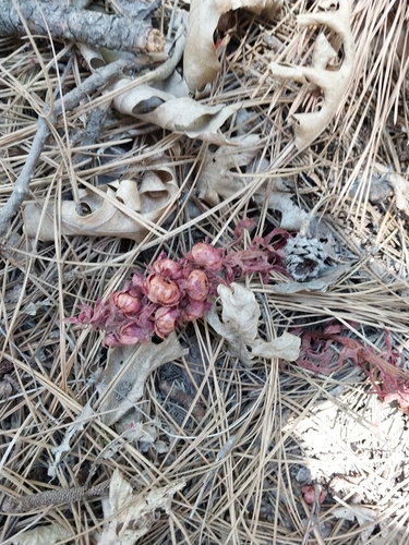 iNaturalist observation photo of Snowplant