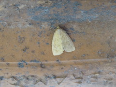Leucanopsis strigulosa