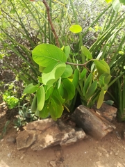 Albizia tanganyicensis