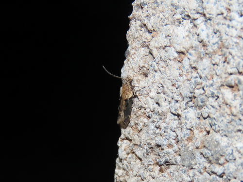Black-smudged Chionodes Moth photo 4
