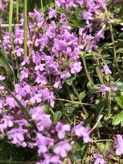 Thymus praecox polytrichus