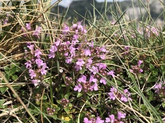 Thymus praecox polytrichus
